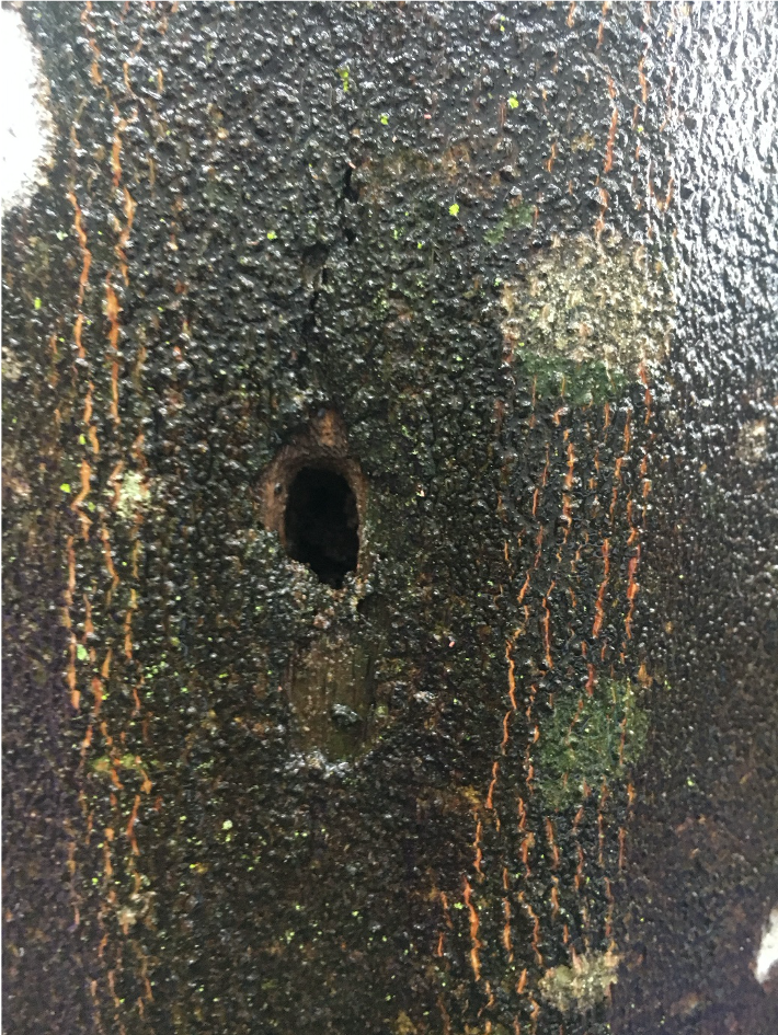 Aquilaria holz loch 3