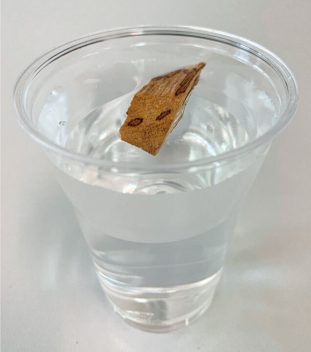 Schwimmendes Stück Aquilaria Holz im Wasserglas