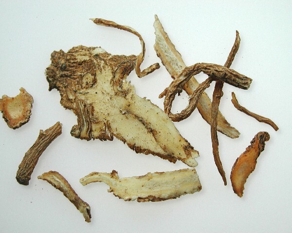 Angelicae sinensis Radix