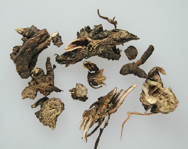 Ligustici sinensis Radix et rhizoma