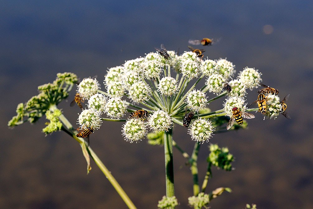Bärenklau/Riesenkerbel (Heracleum mantegazzianum = Heracleum giganteum)