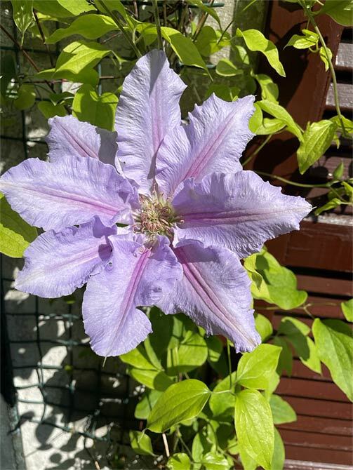 Clematis