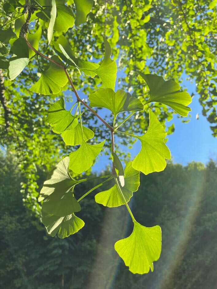 Ginkgo Blätter