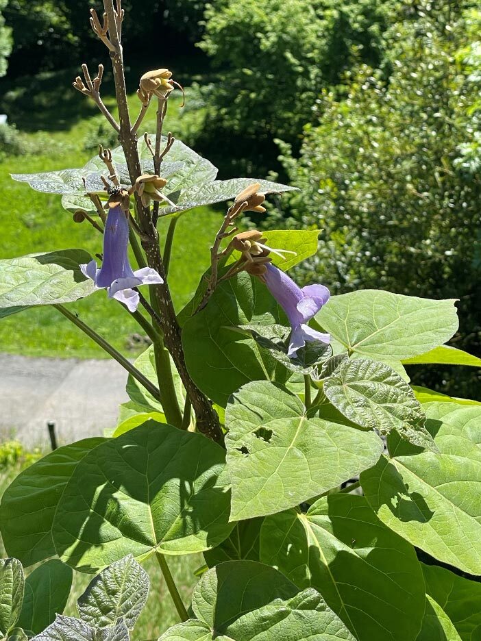 Chinas pflanzen paulownia detail