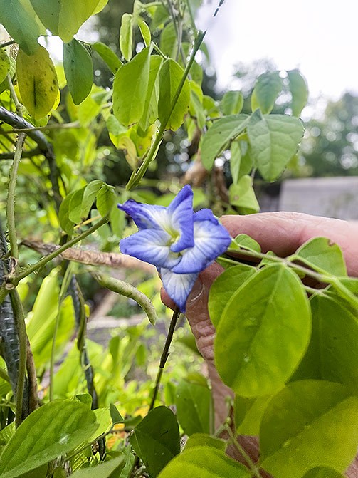 Clitoria ternatea