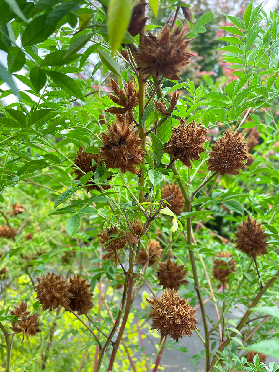 Glyzyrrhiza – Gan Cao – Süssholz