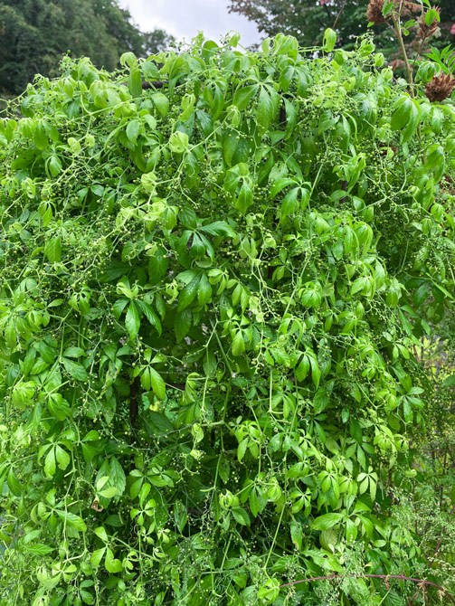 Gynostemma – Jiao Gu Lan