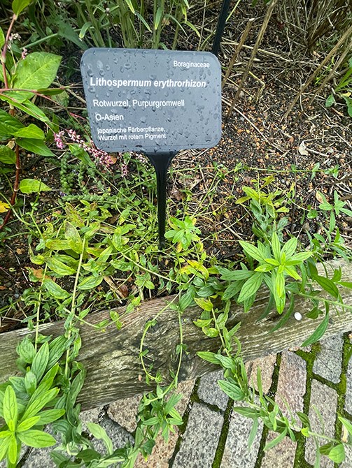 Lithospermum – Zi Cao