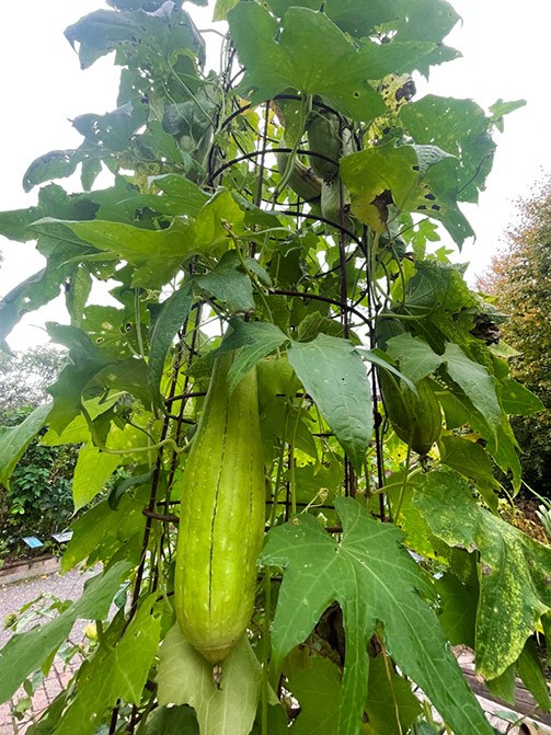 Luffa cylindrica – Si Gua Lou