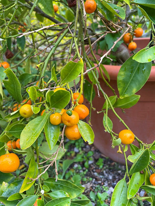 Citrus reticulata (Mandarine)